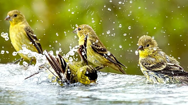 No More Expensive Bird Baths: The Beautiful Dollar Tree DIY Anyone Can Do
