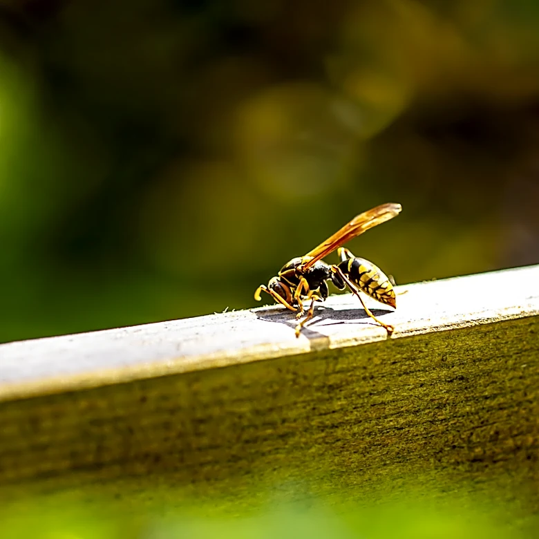 Keep Wasps Out Of Your Yard With A Fragrant Herb They Can't Stand