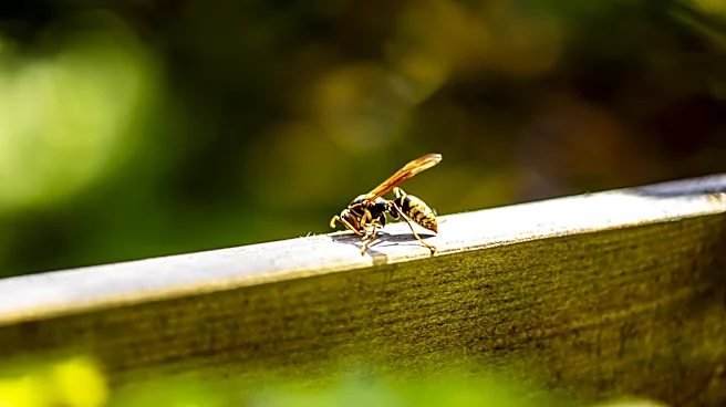 Keep Wasps Out Of Your Yard With A Fragrant Herb They Can't Stand