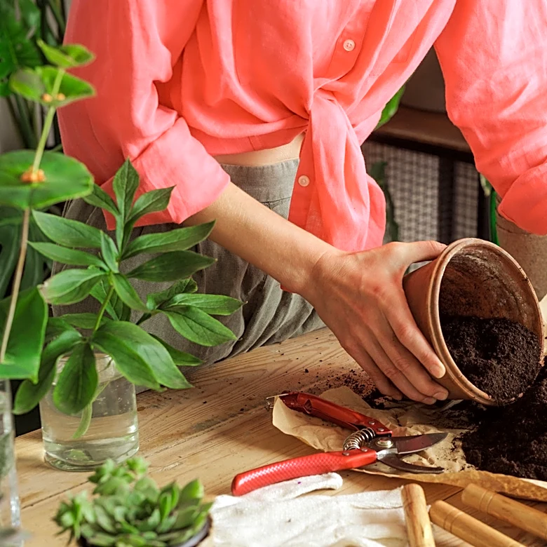 Don't Throw Away Your Old Potting Soil: This Type Of Plant Can Thrive In It