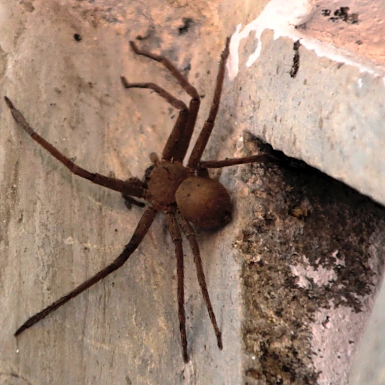 The Simplest Way To Keep Brown Recluses Away From Your Home