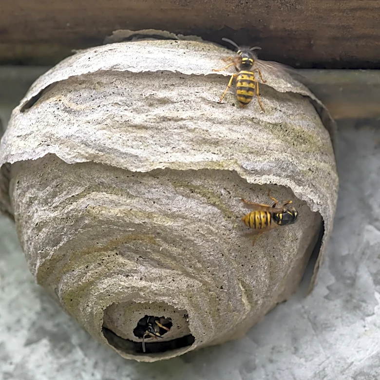 Is It Okay To Hose Down A Wasp Nest?