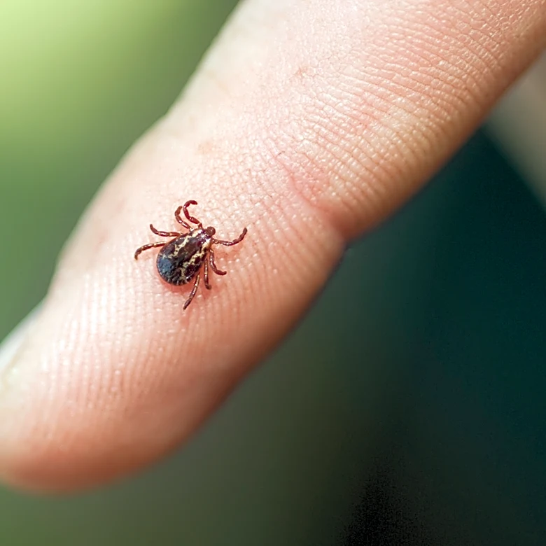 Repel Ticks Naturally With A Fragrant Essential Oil They Can't Stand