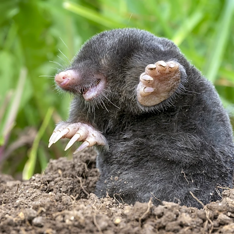 10 Animals I Love To See In My Garden And 4 I Kill On Sight (As A Holistic Gardener)
