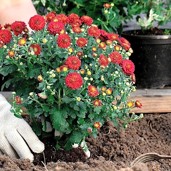 Forget Mums: These Dramatic Flowers Bloom In Late Summer Through The Fall