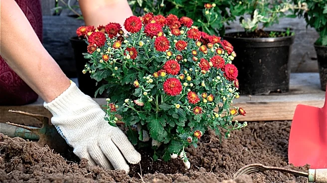Forget Mums: These Dramatic Flowers Bloom In Late Summer Through The Fall