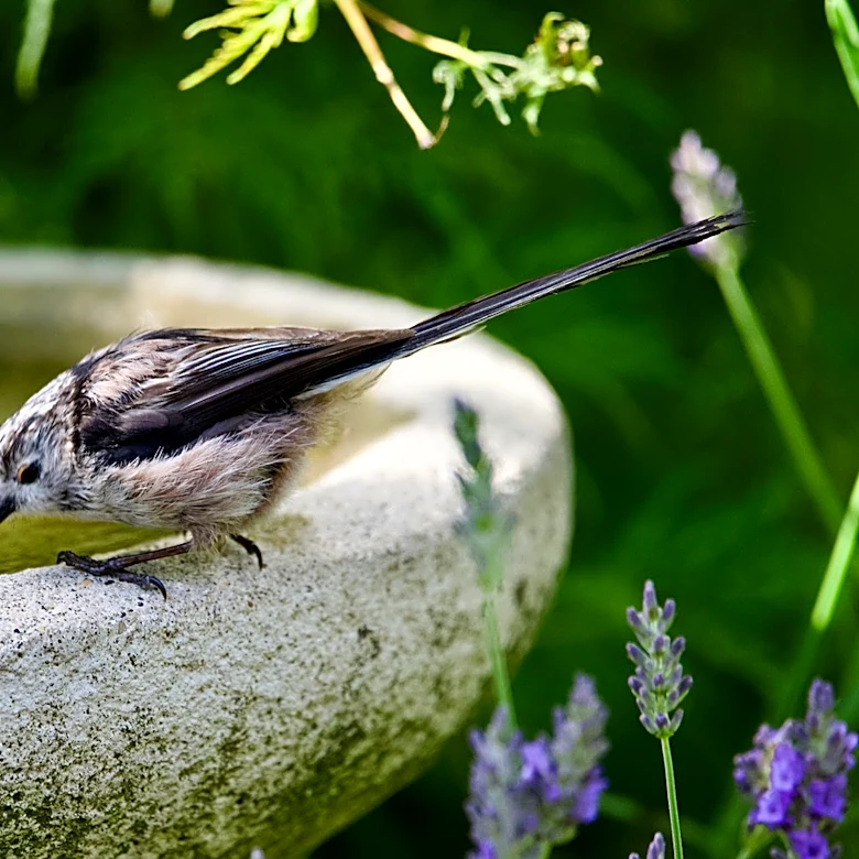 What You Need To Do For Your Bird Baths Before September Slips By