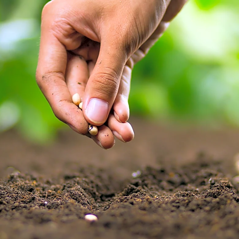 Plant This Ground Cover In The Fall To Enjoy Berries And Pollinator-Friendly Blooms Next Season