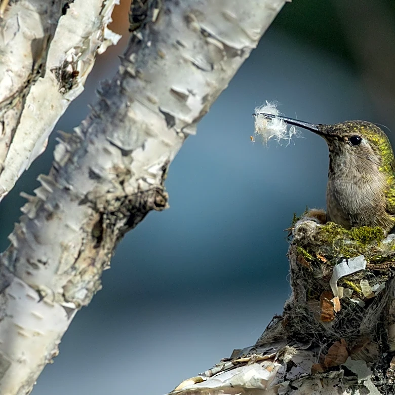 The Neat Amazon Product That Gives Hummingbirds A Place To Nest