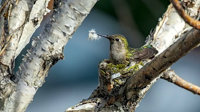 The Neat Amazon Product That Gives Hummingbirds A Place To Nest