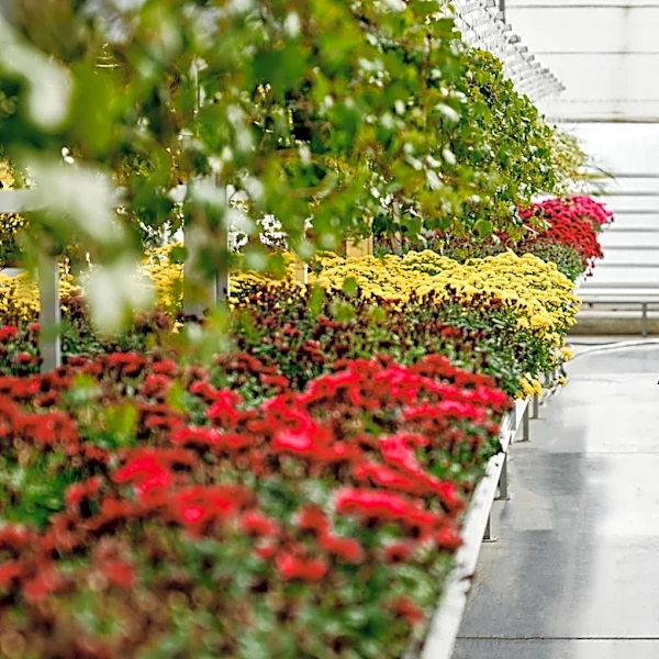 Skip Mums This Fall: The Native Plant With Pretty Purple Flowers For Your Raised Garden Beds