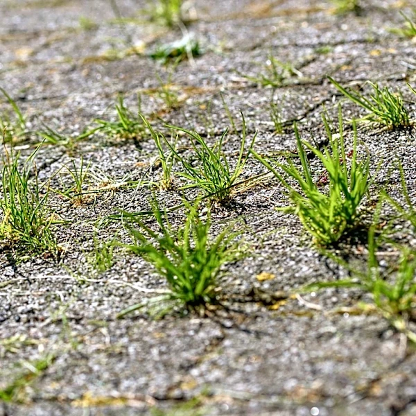 No Need For A Knife: The Better Amazon Tool For Removing Weeds From Tight Concrete Cracks