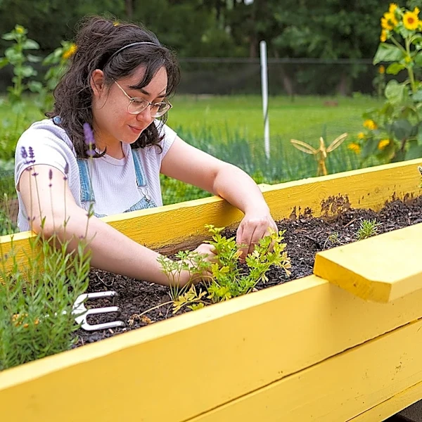 The Minty-Fresh Aromatic Herb That'll Fill Your Garden With Pollinators