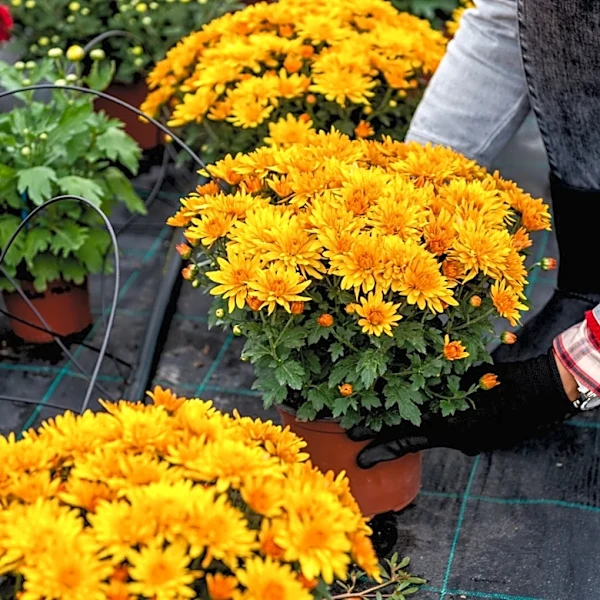Forget Mums: These Fall-Blooming, Orchid-Like Flowers Have The Cutest Name