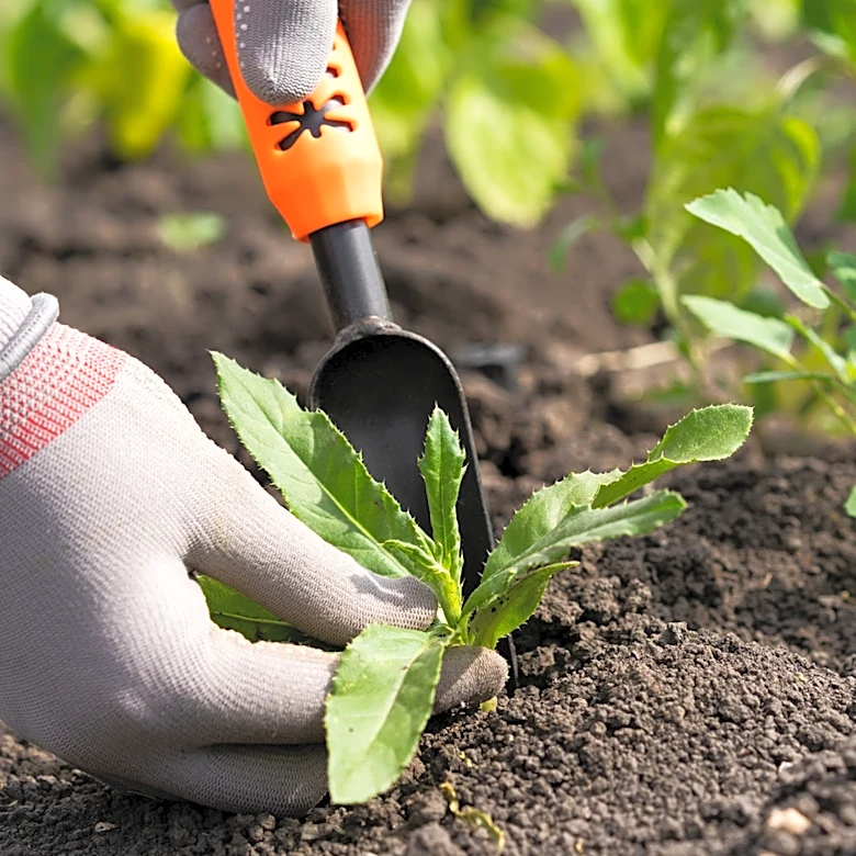 The One Type Of Weed You Should Never Remove With A Tool And The Solution To Try