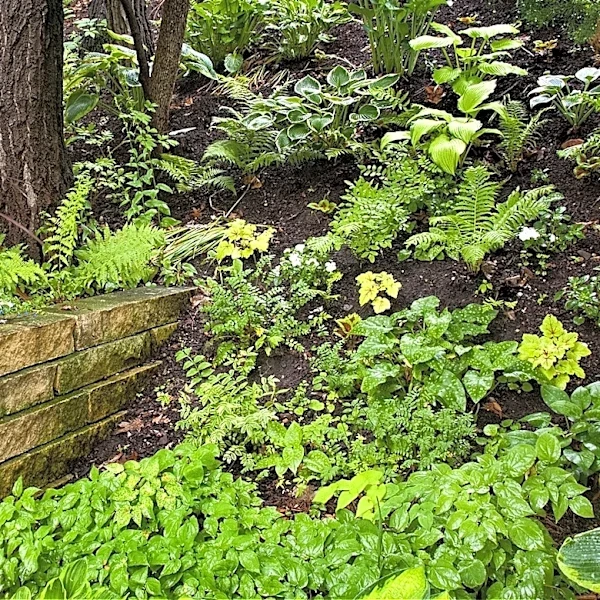We Asked Gardeners Which Shade-Tolerant Plants Add The Most Color To Your Garden