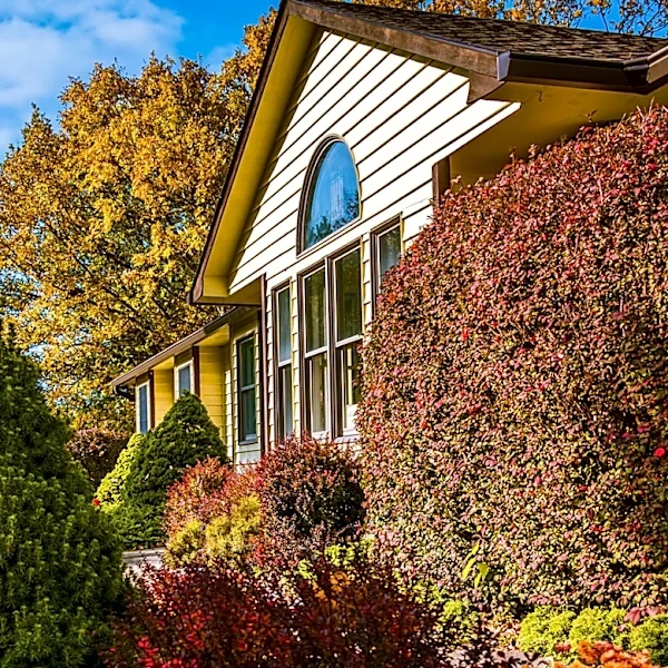 Plant This Fragrant Shrub In September For Pretty Fall Foliage And Winter Blooms