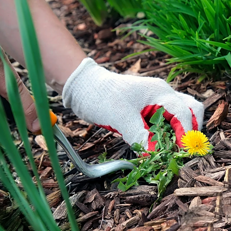 No Tools Needed: How To Remove Young, Small Weeds From Mulch