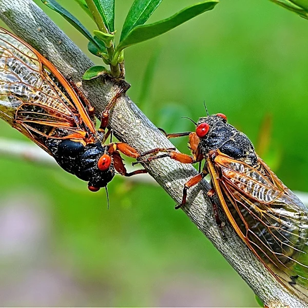 Why Are Cicadas So Noisy?
