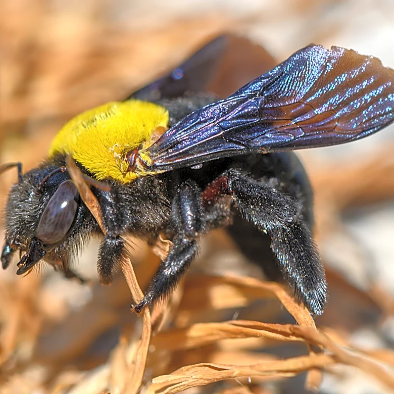 Skip Chemicals: Trap Carpenter Bees With A Versatile, Weather-Proof Solution