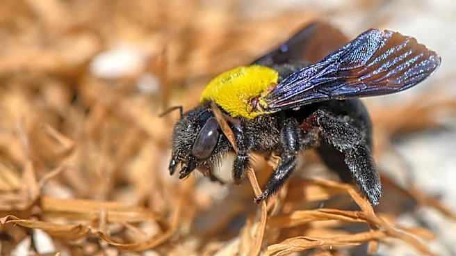 Skip Chemicals: Trap Carpenter Bees With A Versatile, Weather-Proof Solution