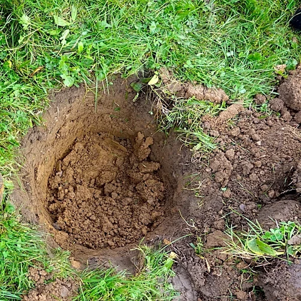 Say Goodbye To Gravel: Here's The Only Thing A Newly Planted Tree Needs At The Bottom Of Its Hole