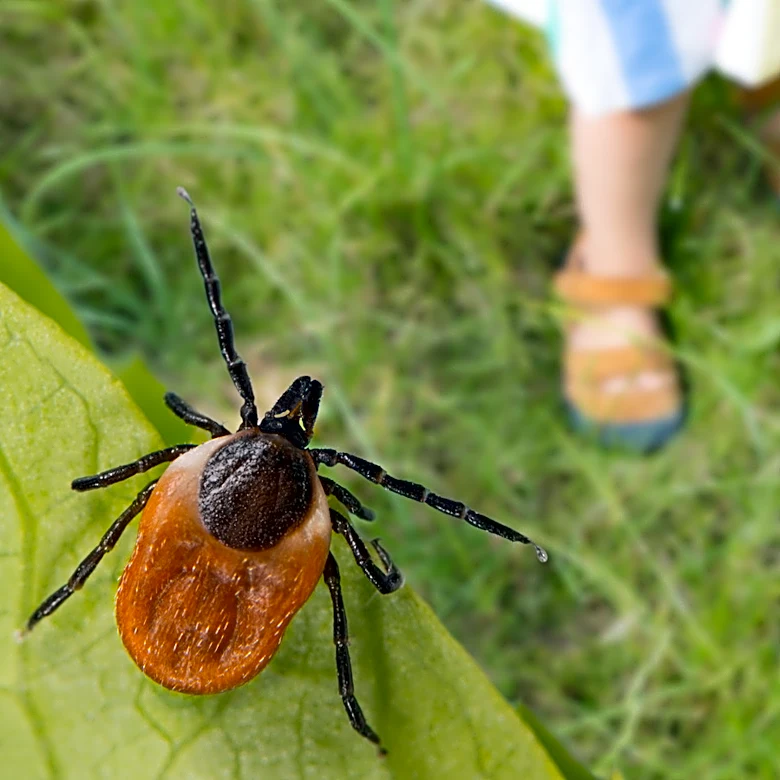 The Patio Mistake That Could Be Inviting Ticks To Your Backyard Areas