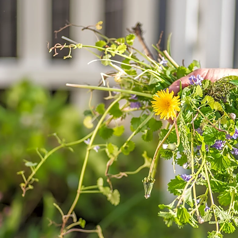 Using This Popular Tool To Remove Weeds Could Make The Problem Worse If You Get The Timing Wrong