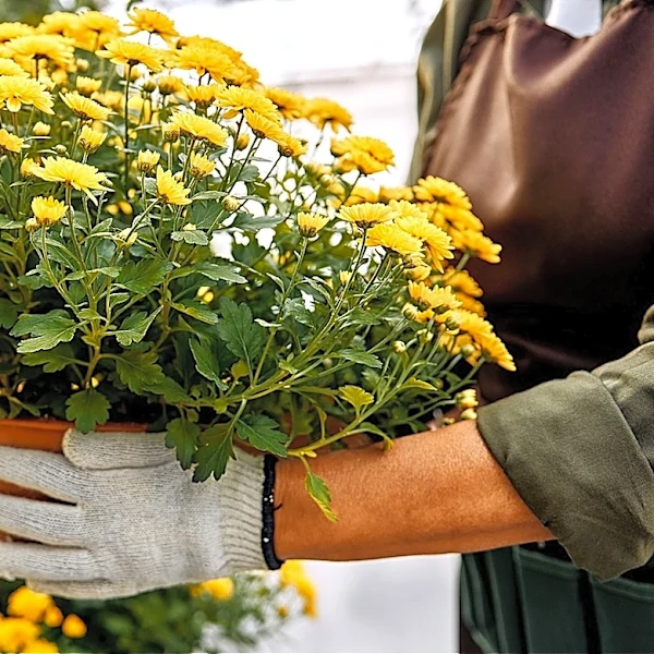 The October-Blooming Flower You Can Enjoy Longer Than Mums