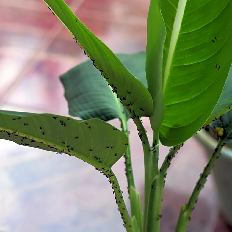 How To Repel Ants From Your Houseplants With This Helpful Soil Advice