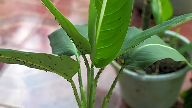 How To Repel Ants From Your Houseplants With This Helpful Soil Advice