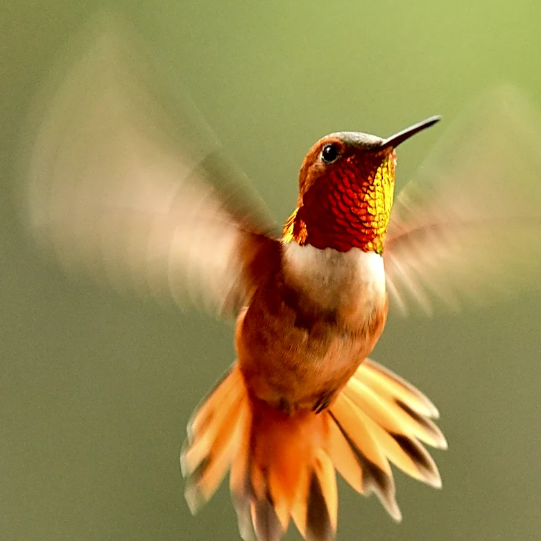Not Lantana, Not Zinnia: The Orchid-Like Flower Hummingbirds Go Nuts Over