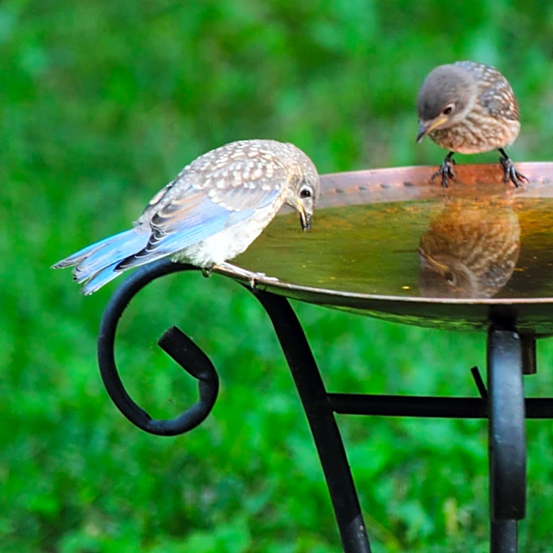 Ditch The Chemicals — The Simple Solution From Lowe's That Adds Mosquito Protection To Bird Baths