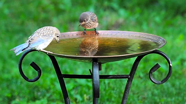 Ditch The Chemicals — The Simple Solution From Lowe's That Adds Mosquito Protection To Bird Baths