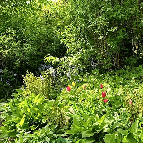 These 17 Ornamental Grasses Thrive In Shade While Adding Texture And Color To Your Yard