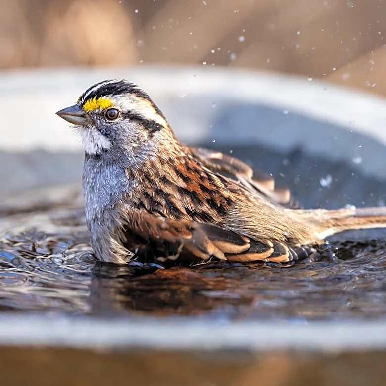 Goodbye Traditional Birdbaths — The Space-Saving Alternative At Lowe's That Looks Like A Flower
