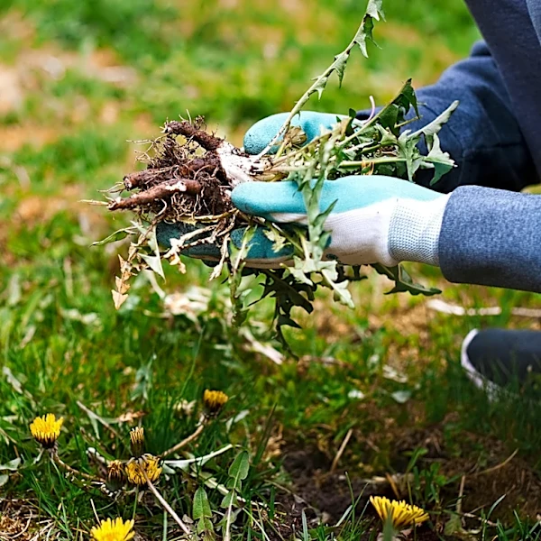 Not Always Better After Rain: Don't Use This Method To Remove Weeds From Wet Soil