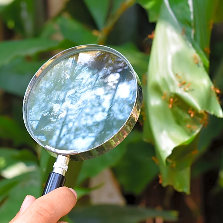 What To Do If You Find Ants In Your Garden Beds
