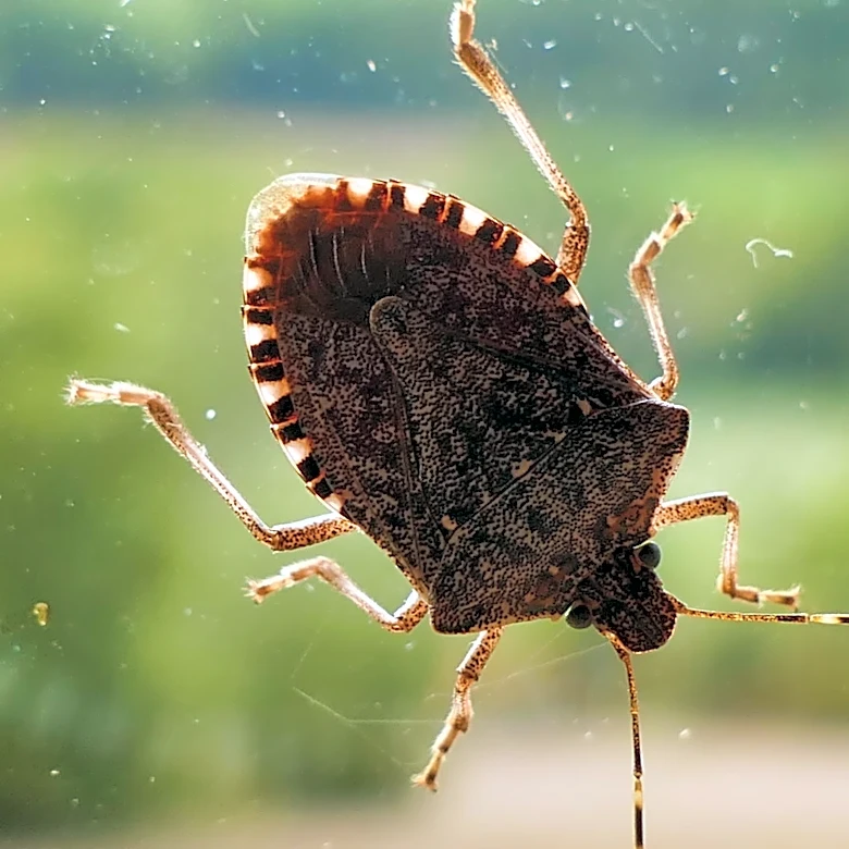 How To Get Rid Of Stink Bugs With A Simple Solution