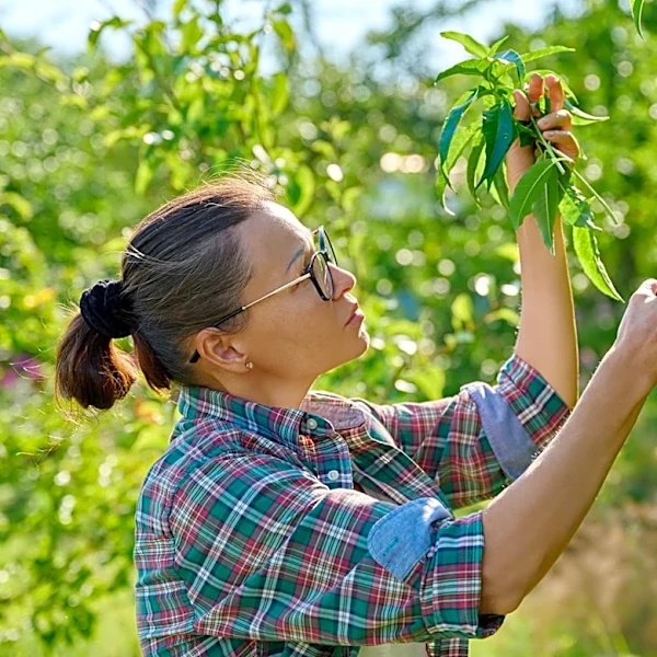How To Disinfect Pruning Shears Properly Between Cuts