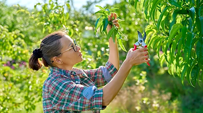 How To Disinfect Pruning Shears Properly Between Cuts