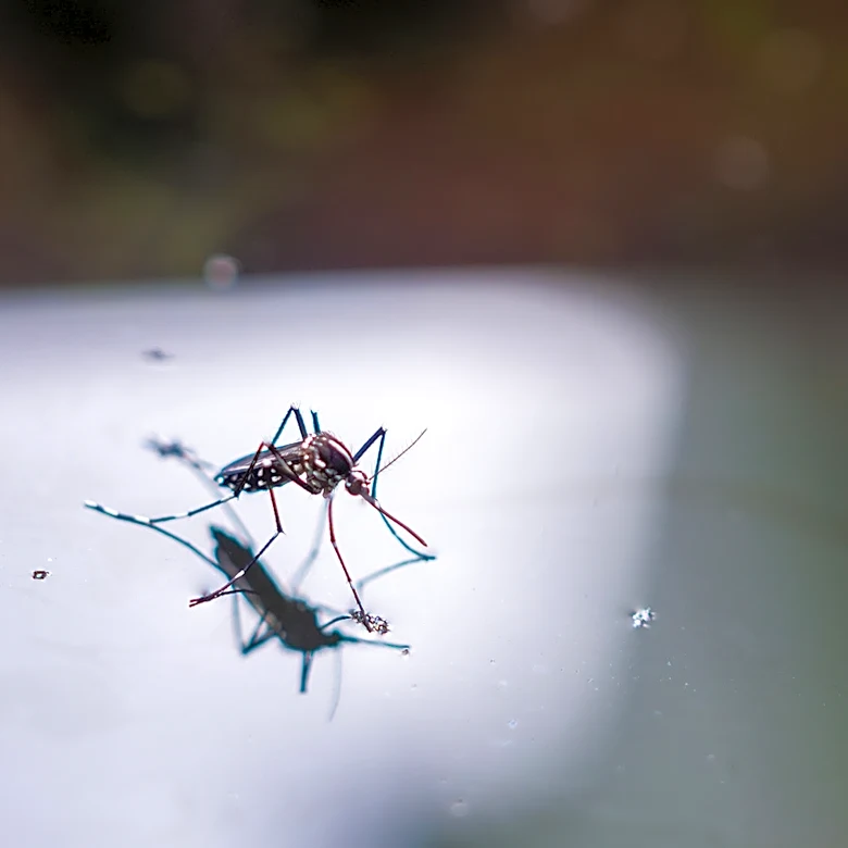 Protect Your Bird Bath From Mosquitoes With This Find From Amazon