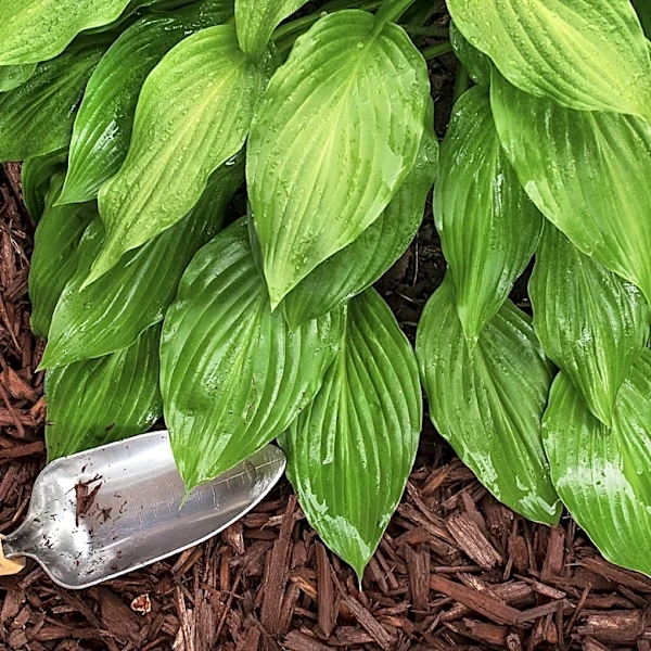 The Pretty Purple Perennial That Doubles As A Great Mulch Alternative