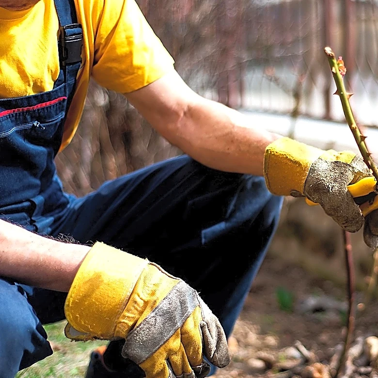 The Fragrant Shrub Gardeners Rarely Grow Anymore (For Good Reason)