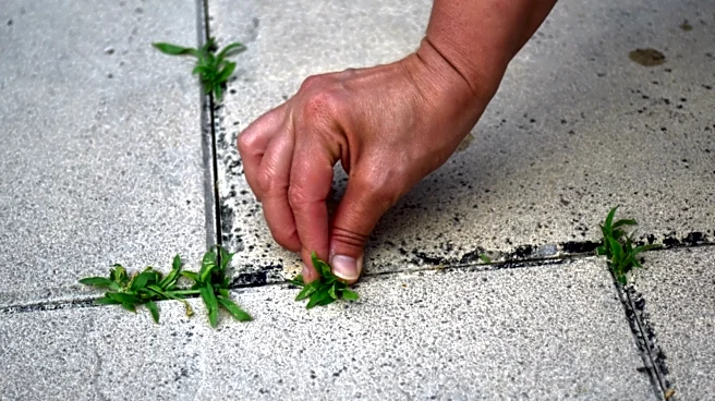 The Amazon Tool That Turns A Simple Broom Into An Easier Way To Remove Weeds From Concrete