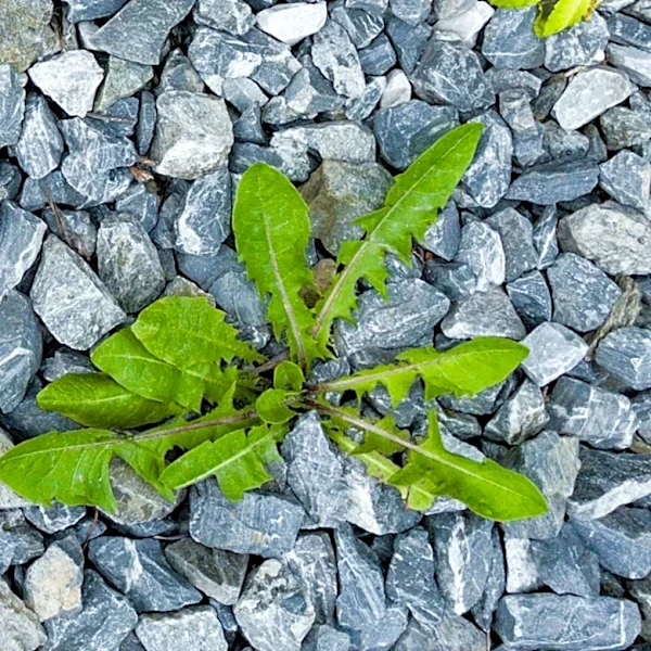 Easier Than Hand Pulling: The European Tool For Removing Weeds From Gravel Driveways