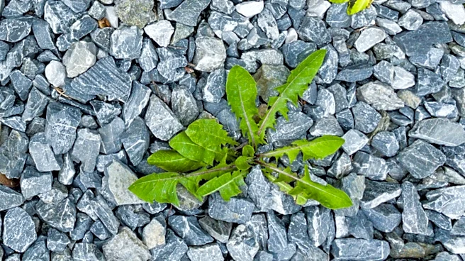 Easier Than Hand Pulling: The European Tool For Removing Weeds From Gravel Driveways