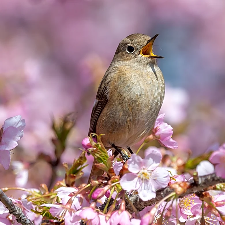 The Best Perennials For Attracting Songbirds To Your Garden In All Four Seasons