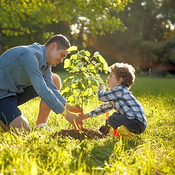 How Far Off Your Property Line Should You Plant Trees?