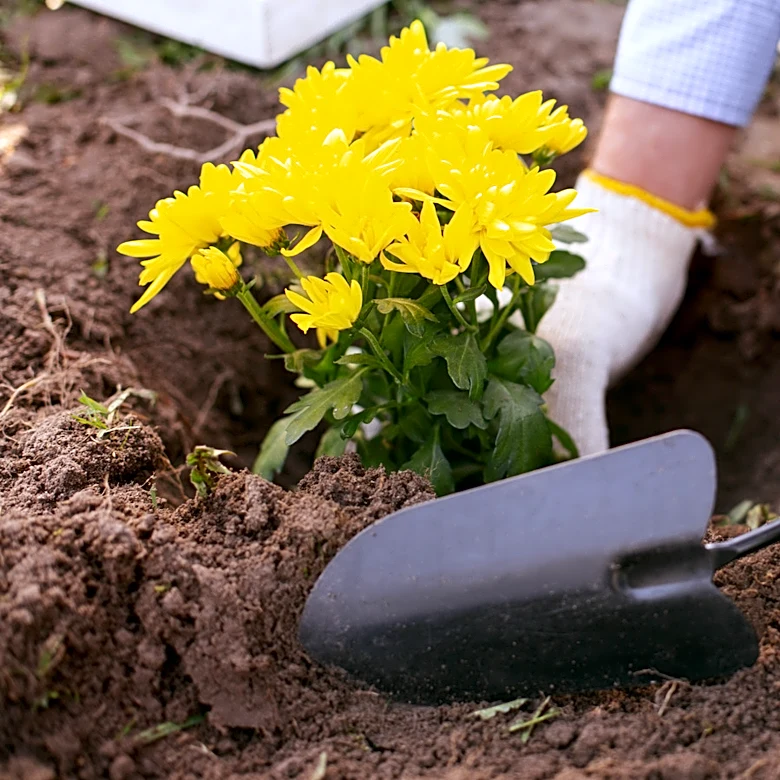 Skip Mums: These Fall-Blooming Flowers Will Thrive In Heavy Clay Soil Without Amendments